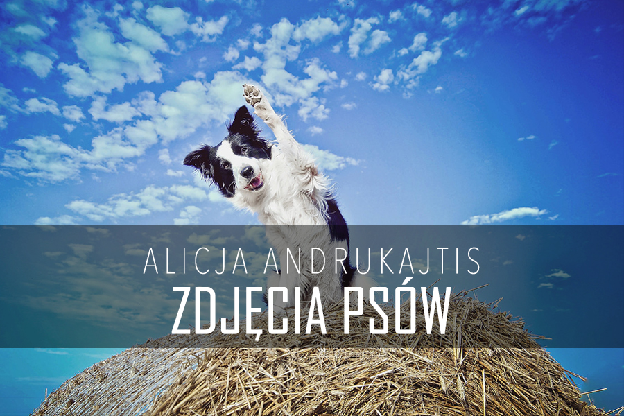 Alicja Andrukajtis o tym jak robić zdjęcia psów – FKI #7