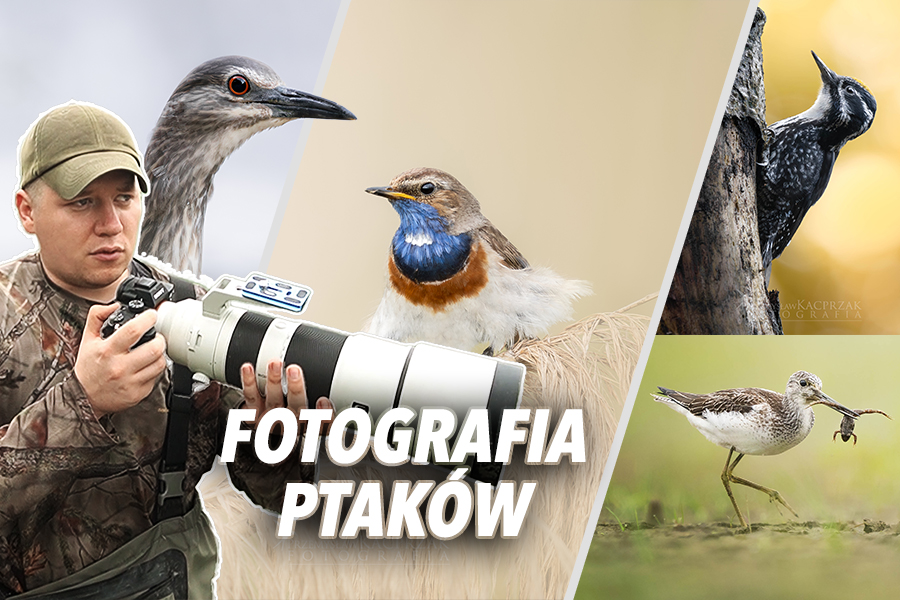 Jak Zacząć Fotografować Ptaki – Poradnik dla Początkujących